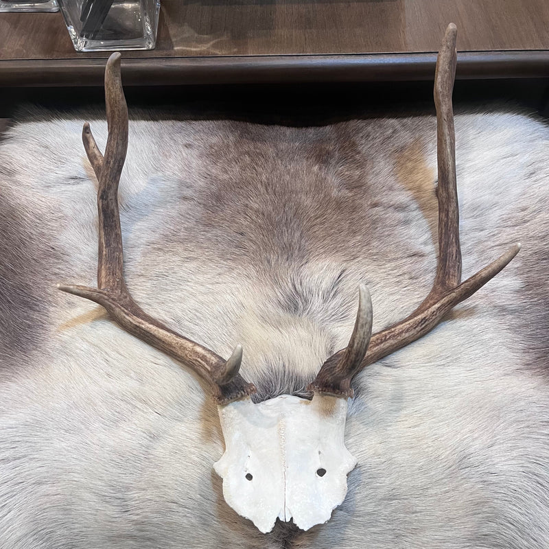 Fallow Deer Skull Plate