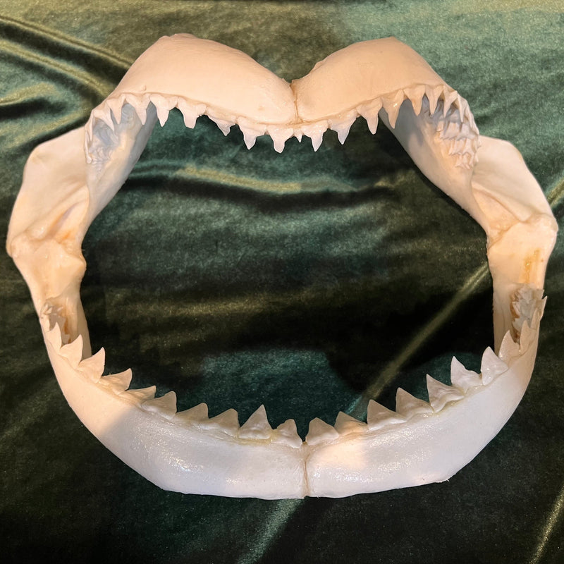 Large Shark Jaw (16")