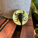 Glow in the Dark Scorpion Dome