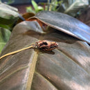 Coyote Skull Necklace