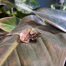 Triceratops Skull Necklace