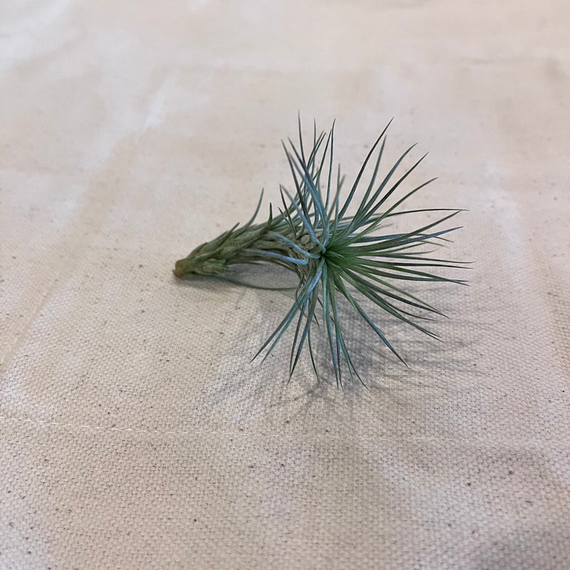 Tillandsia