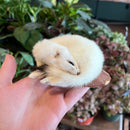 Ermine Taxidermy Mount