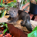 Taxidermy Beaver Kit