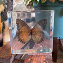 Red Lacewing Butterfly Paperweight
