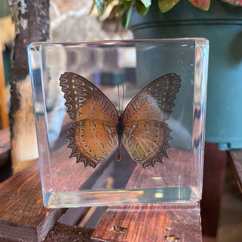 Red Lacewing Butterfly Paperweight
