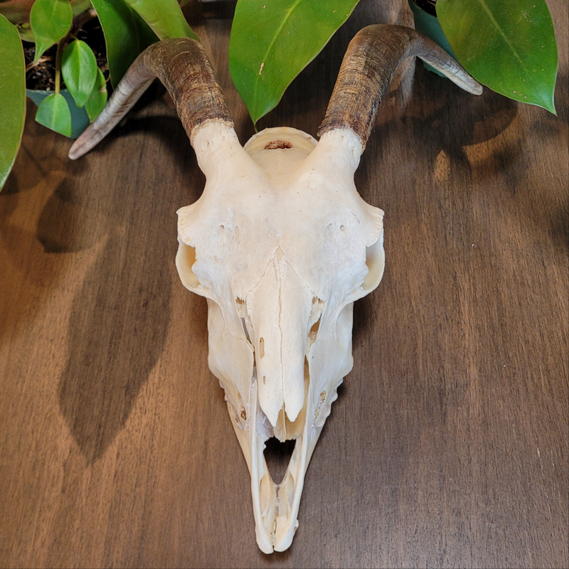 Goat Skull