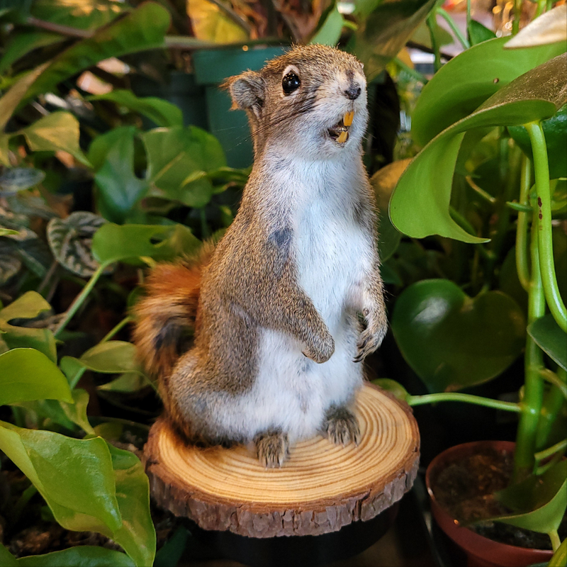 Squirrel Taxidermy Mount