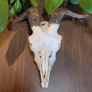 Goat Skull