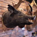 Boar Shoulder Mount