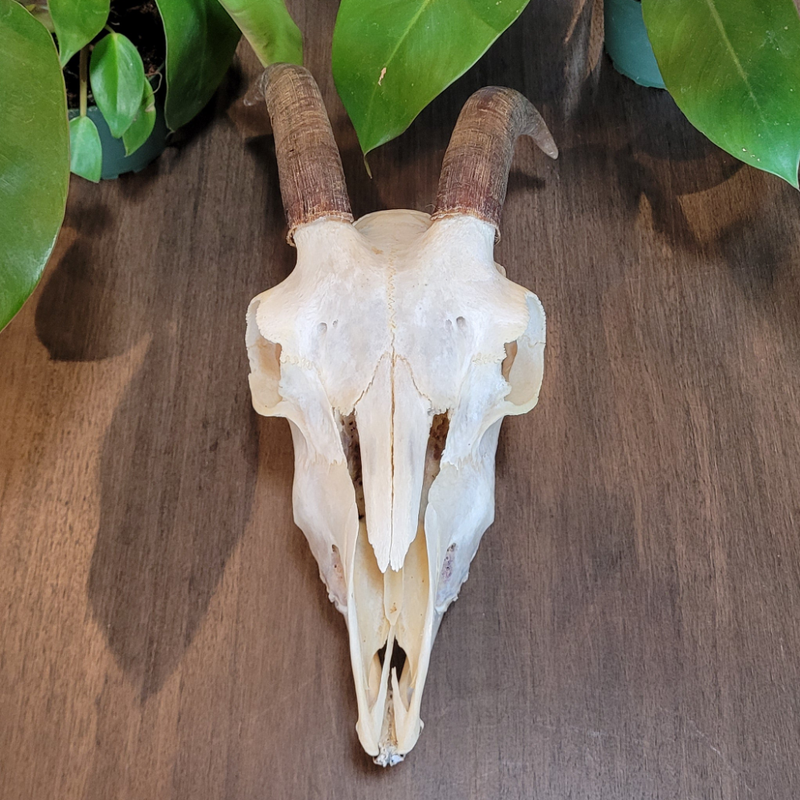 Goat Skull