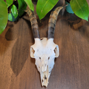 Goat Skull