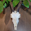 Goat Skull