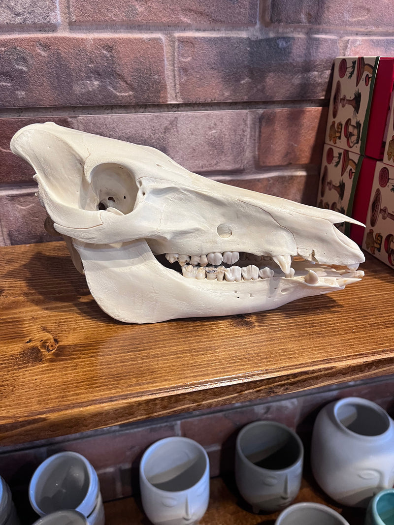 Hog Skull