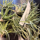 Tillandsia