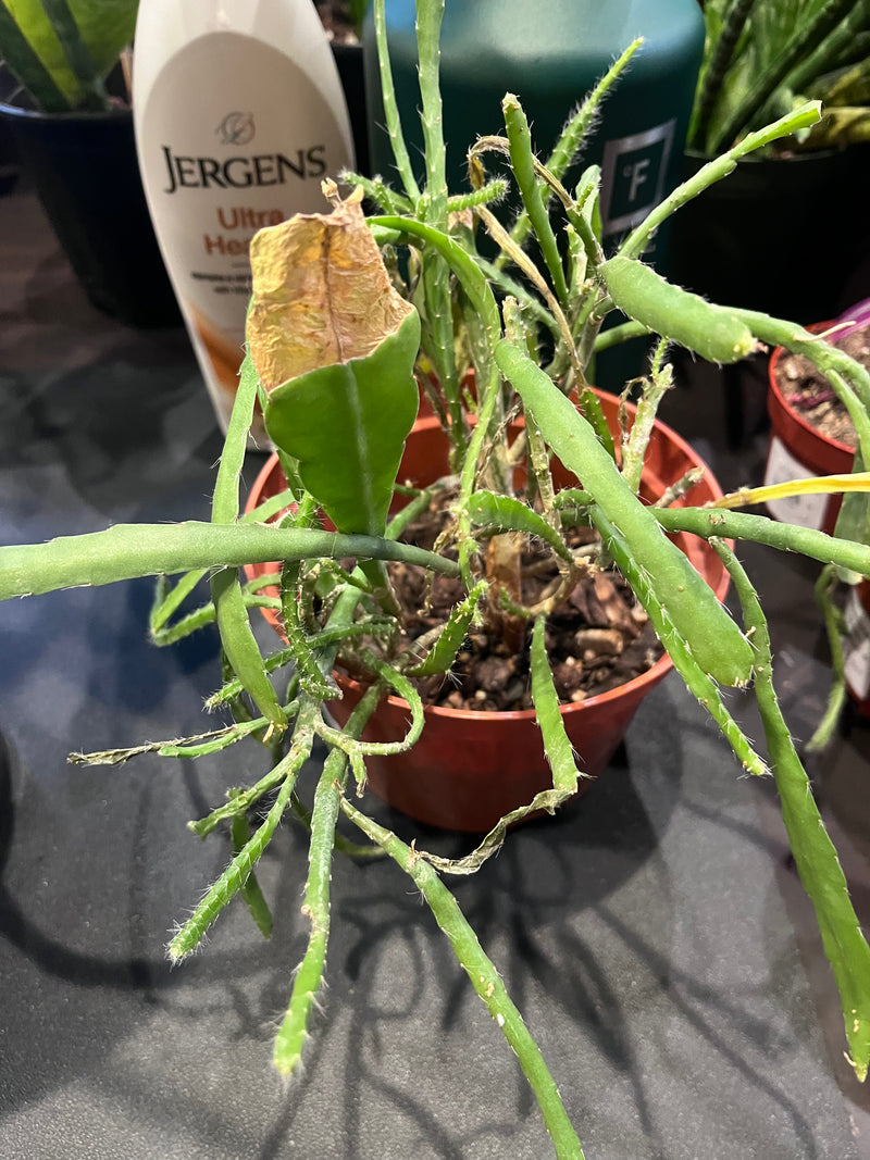 Euphorbia
