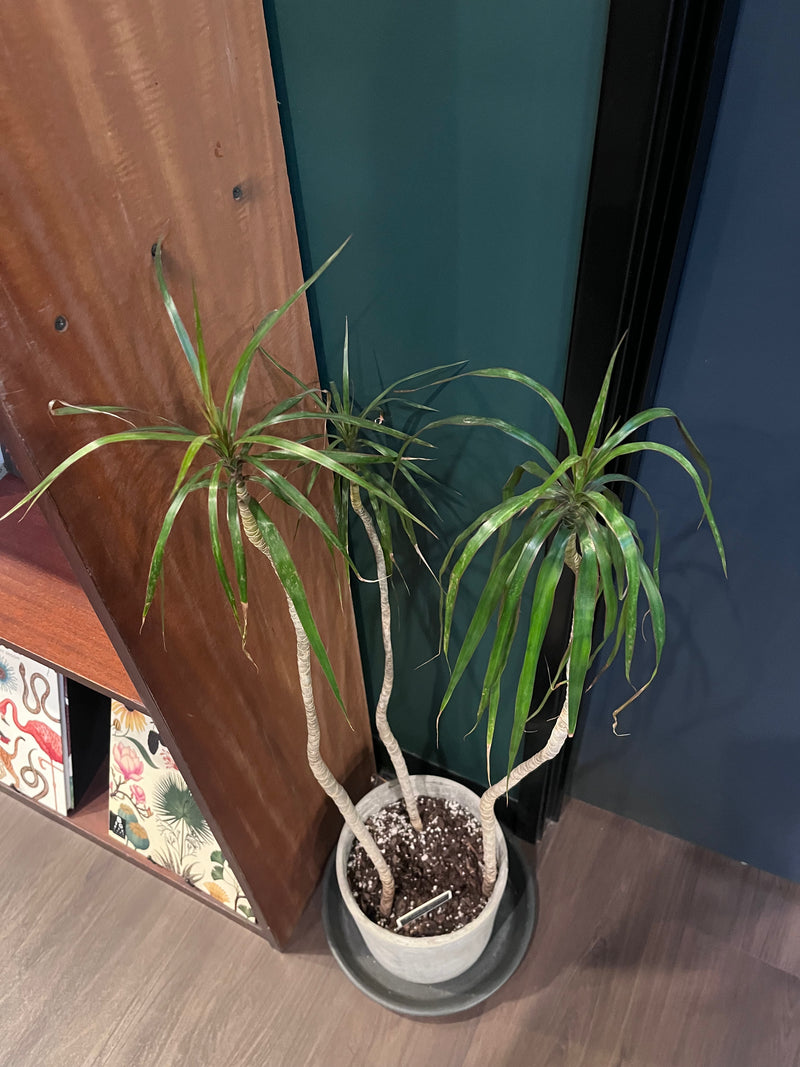 Dracaena Marginata