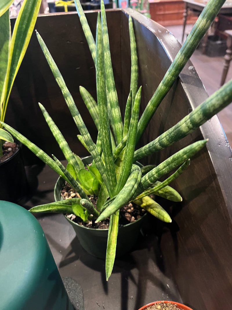 Starfish Snake Plant