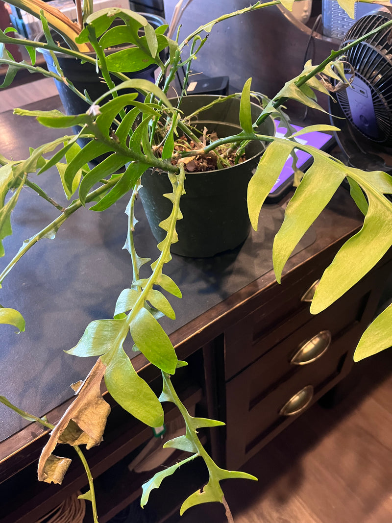 Fishbone Cactus