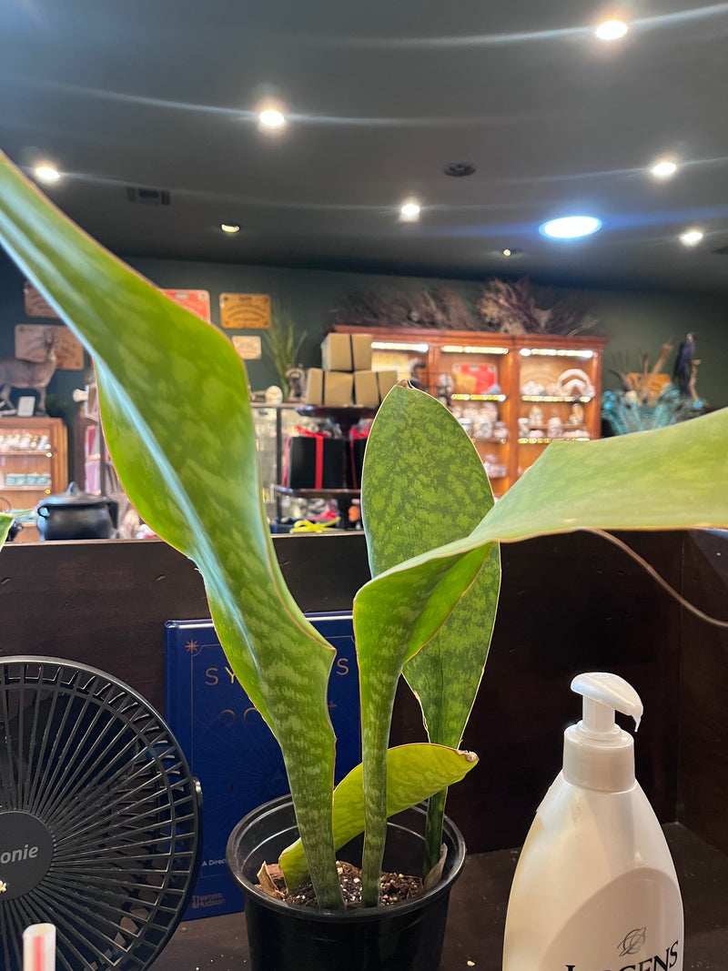 Shark Fin Plant