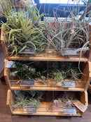 Tillandsia
