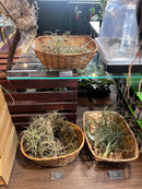 Tillandsia