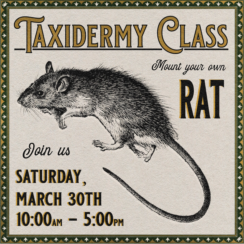 03/30/24 Taxidermy Rat Class
