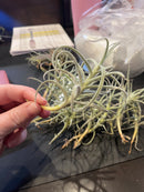 Tillandsia