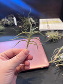 Tillandsia