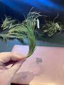 Tillandsia