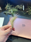Tillandsia