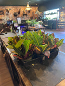Codiaeum Variegatum Petra Croton