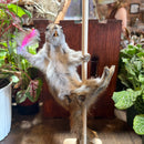 Stripper Squirrel Taxidermy Mount