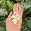 Armadillo Toe Bone