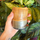 Horn Shot Glass