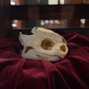 Snapping Turtle Skull
