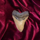 4" Megalodon Tooth