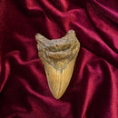 4" Megalodon Tooth