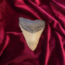 4" Megalodon Tooth