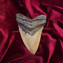 5" Megalodon Tooth