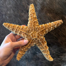 Sugar Starfish