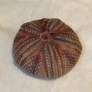 Astropyga Urchin