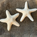 White Common Starfish