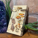 Foraged Mushrooms Matchbox
