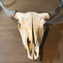 Buffalo Skull