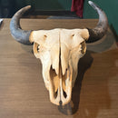 Buffalo Skull