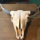 Buffalo Skull