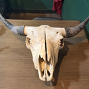 Buffalo Skull