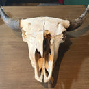 Buffalo Skull