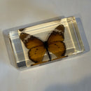 Medium Plain Tiger Butterfly Paperweight